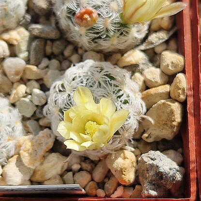 Mammillaria duwei