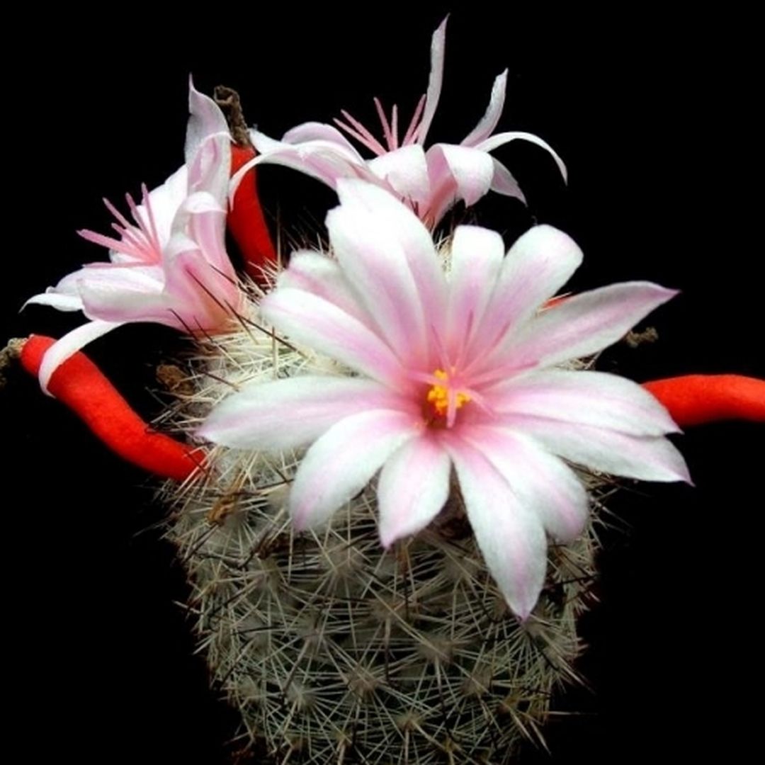 Mammillaria albicans