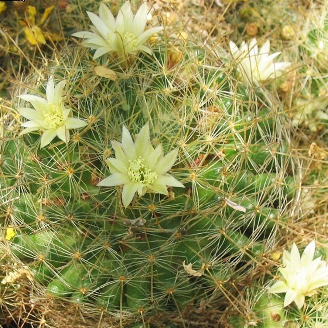 Mammillaria anniana