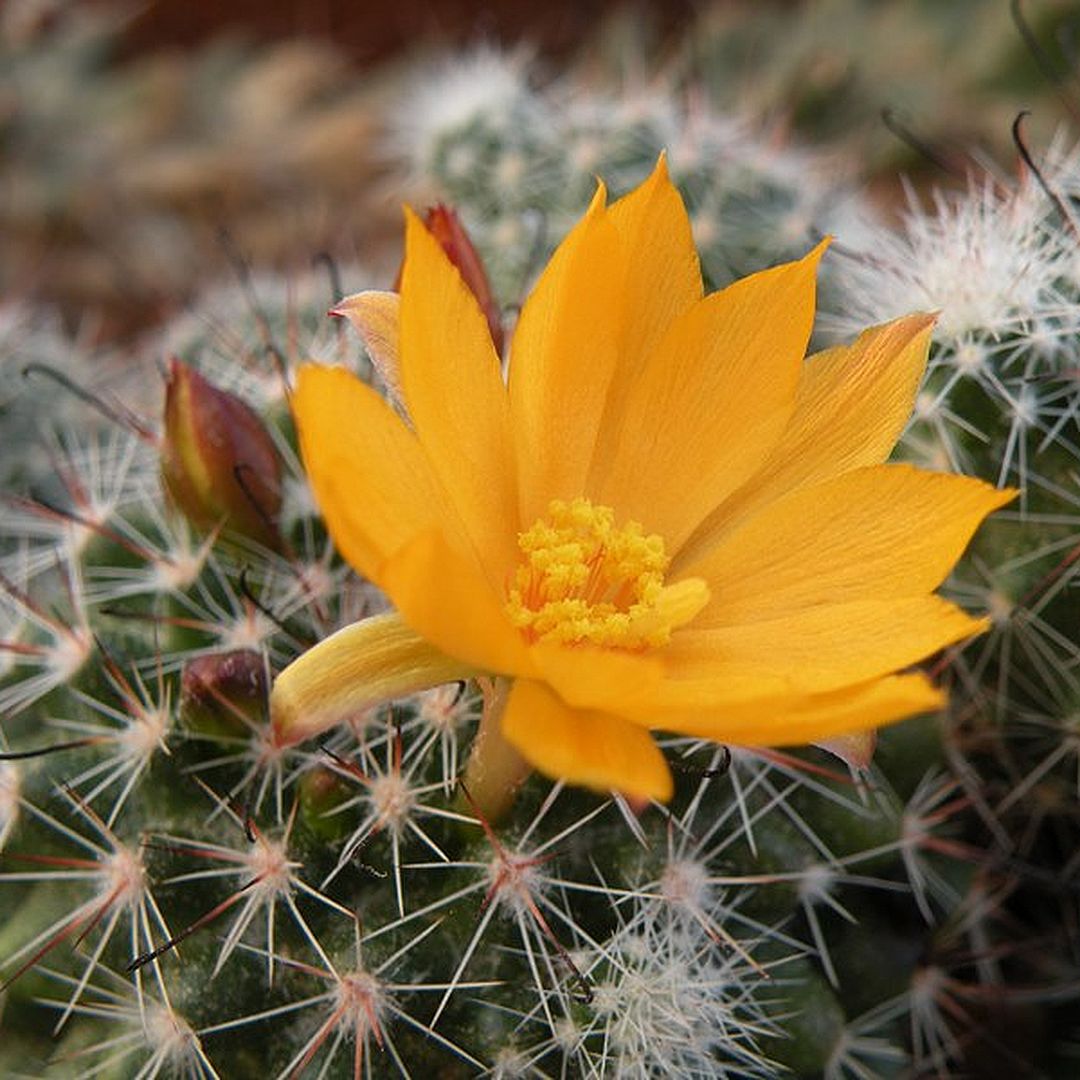 Mammillaria beneckei