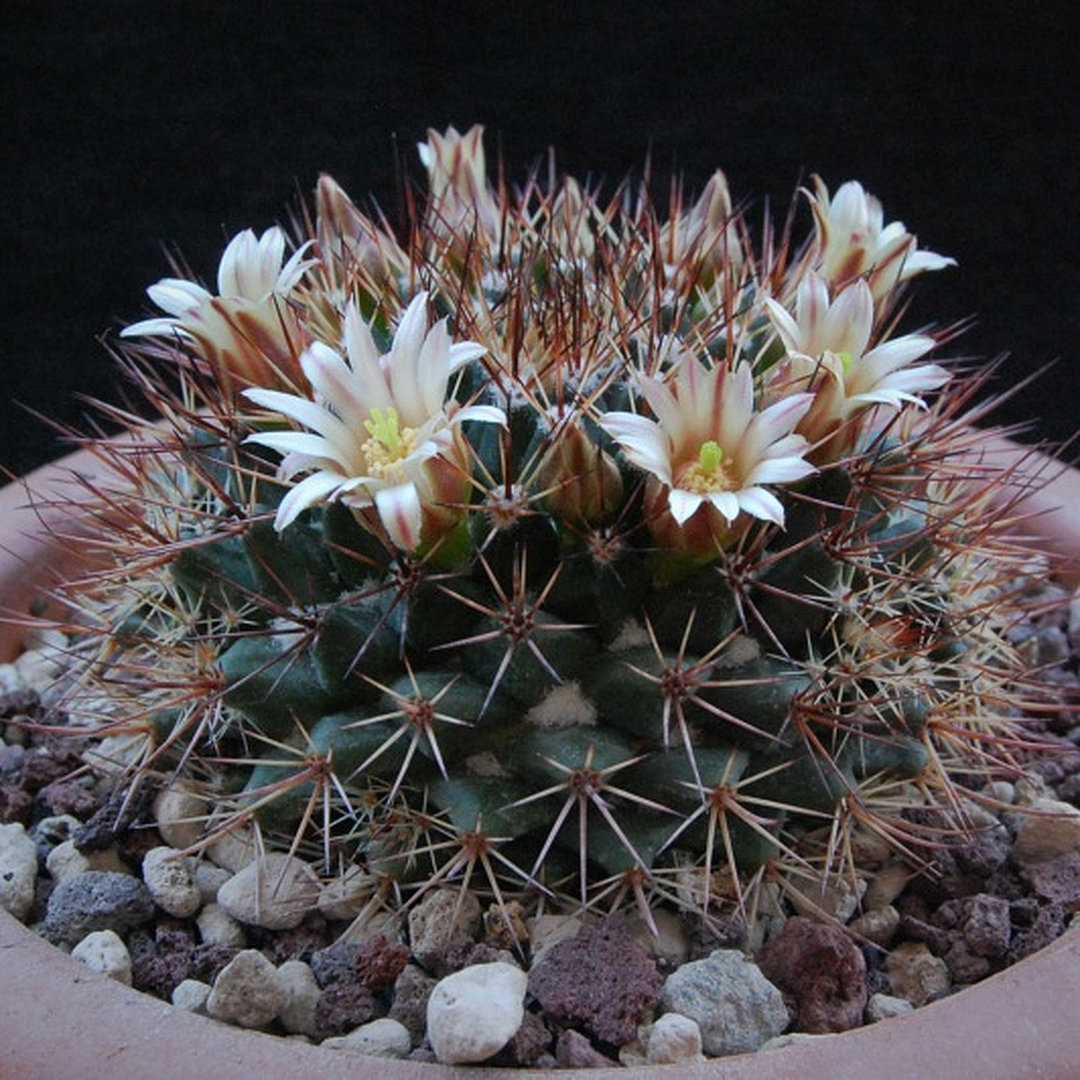 Mammillaria bocensis