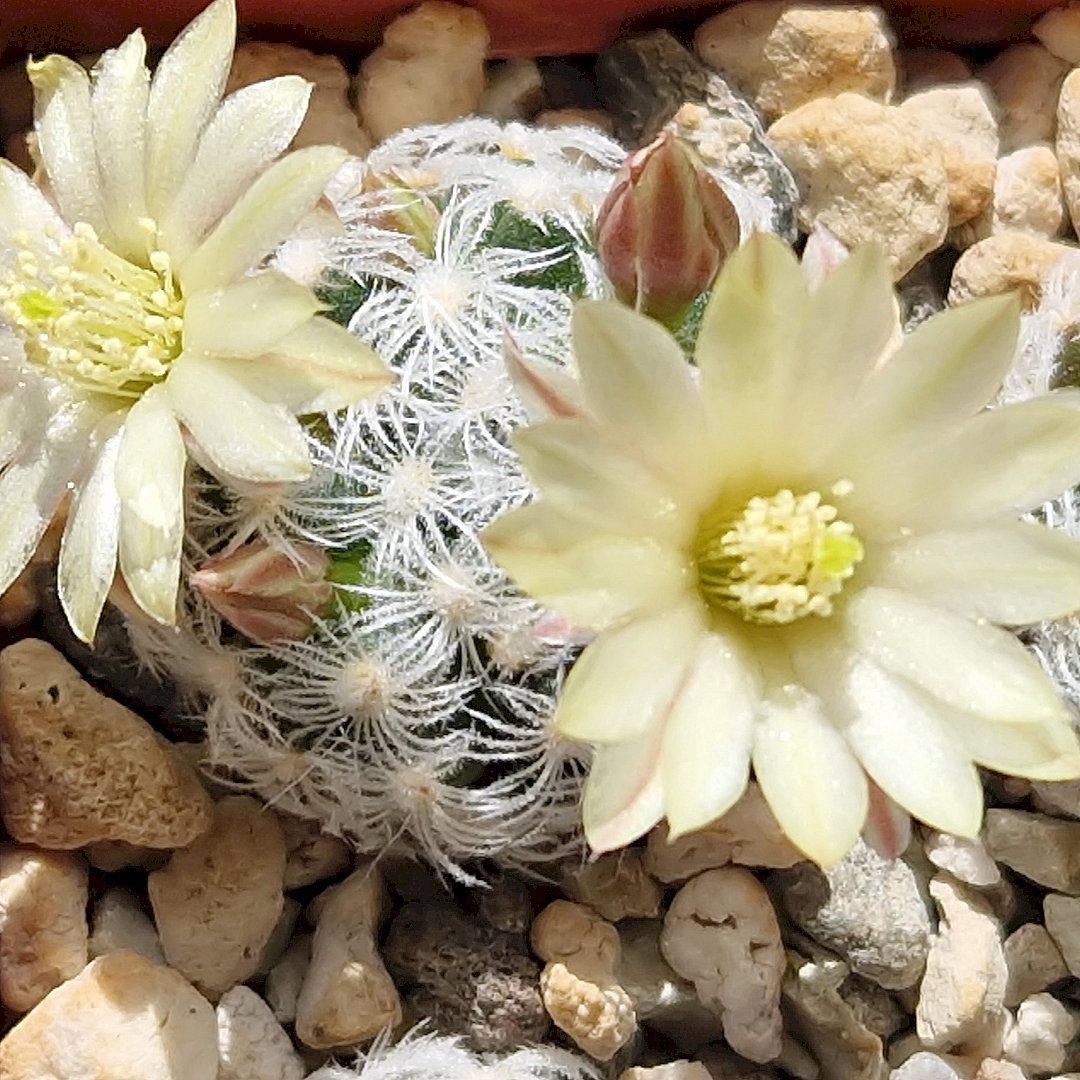 Mammillaria duwei