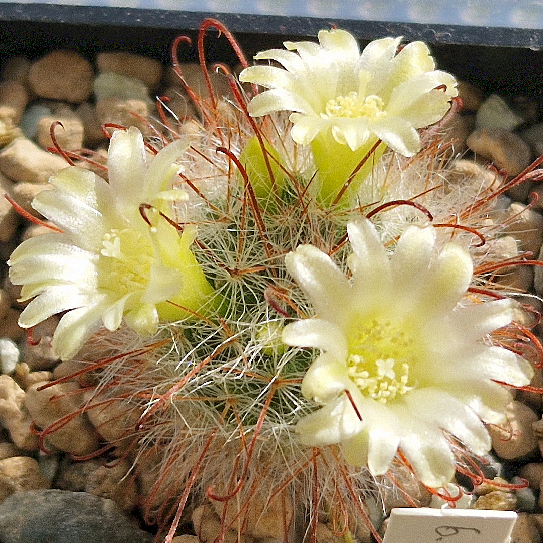 Mammillaria kunzeana