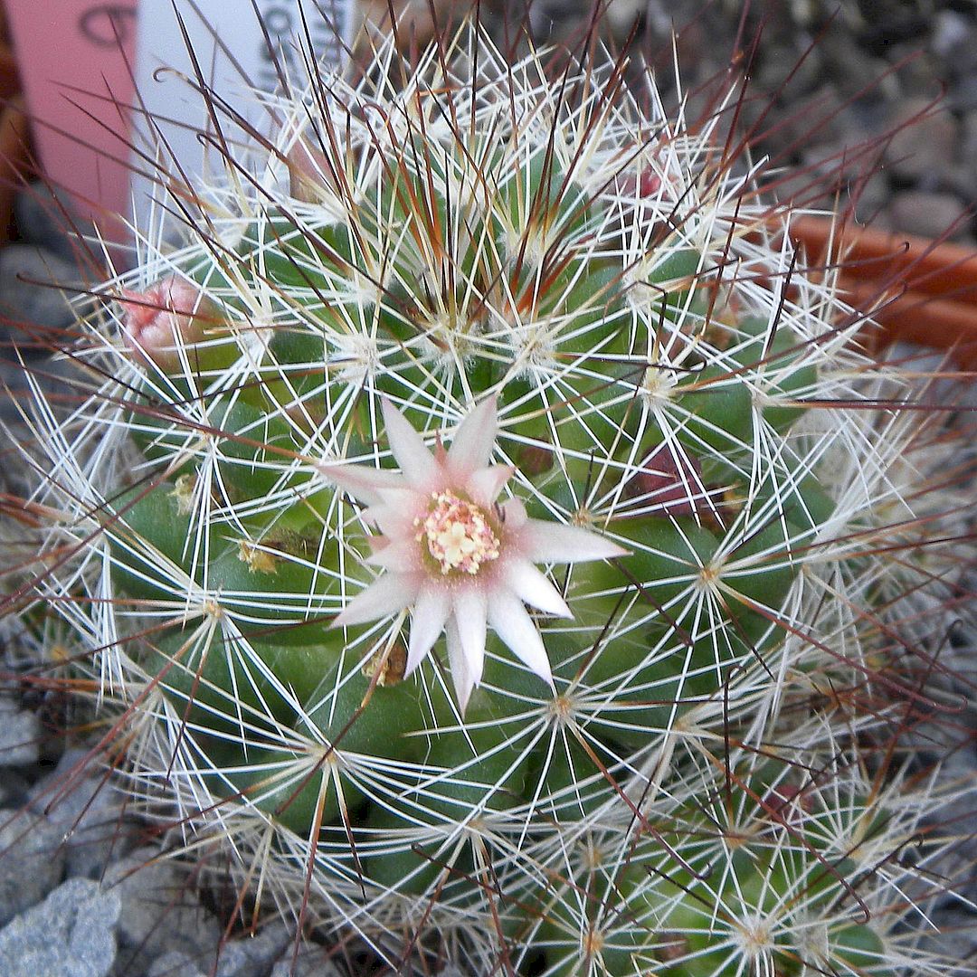 Mammillaria multihamata