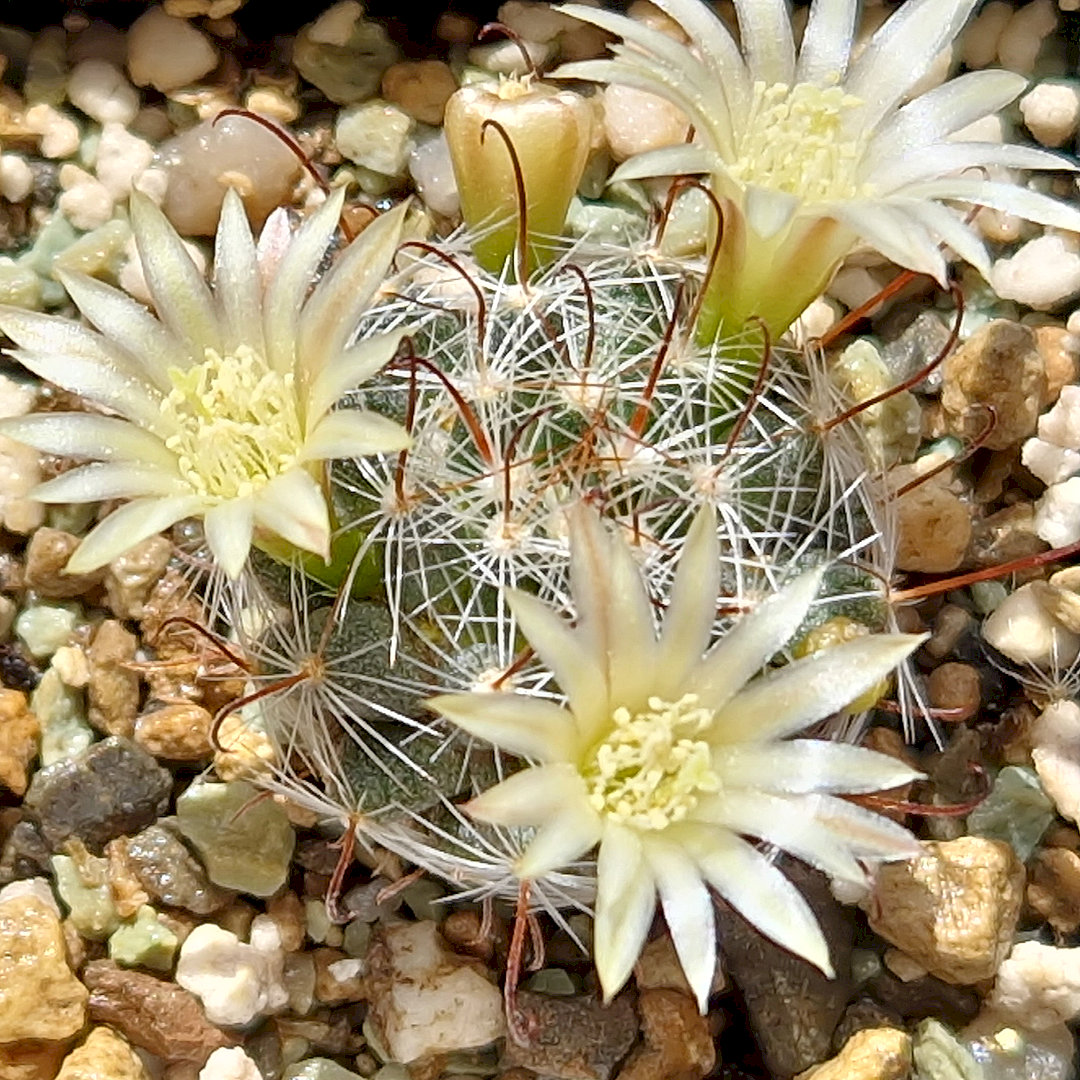 Mammillaria nana