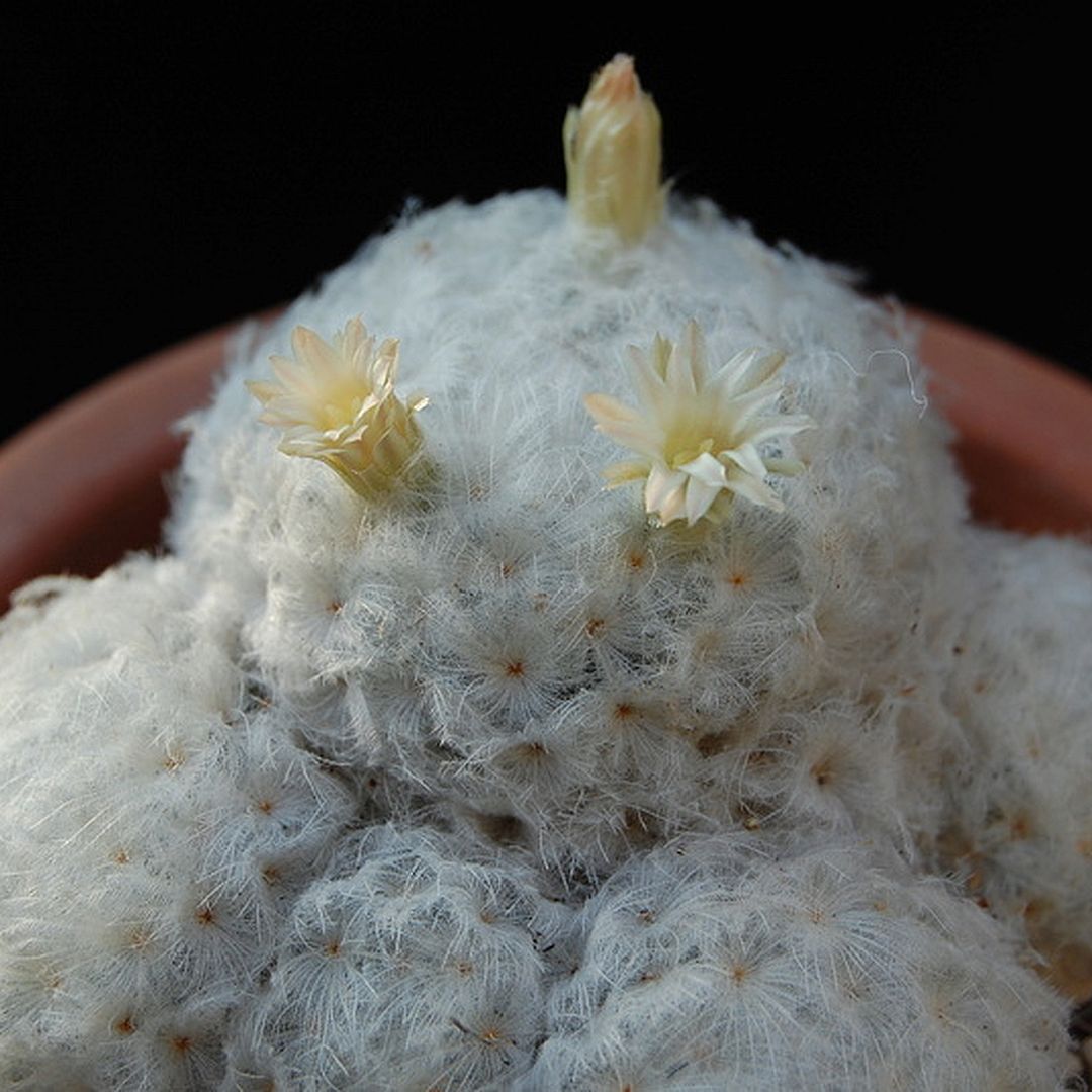 Mammillaria plumosa
