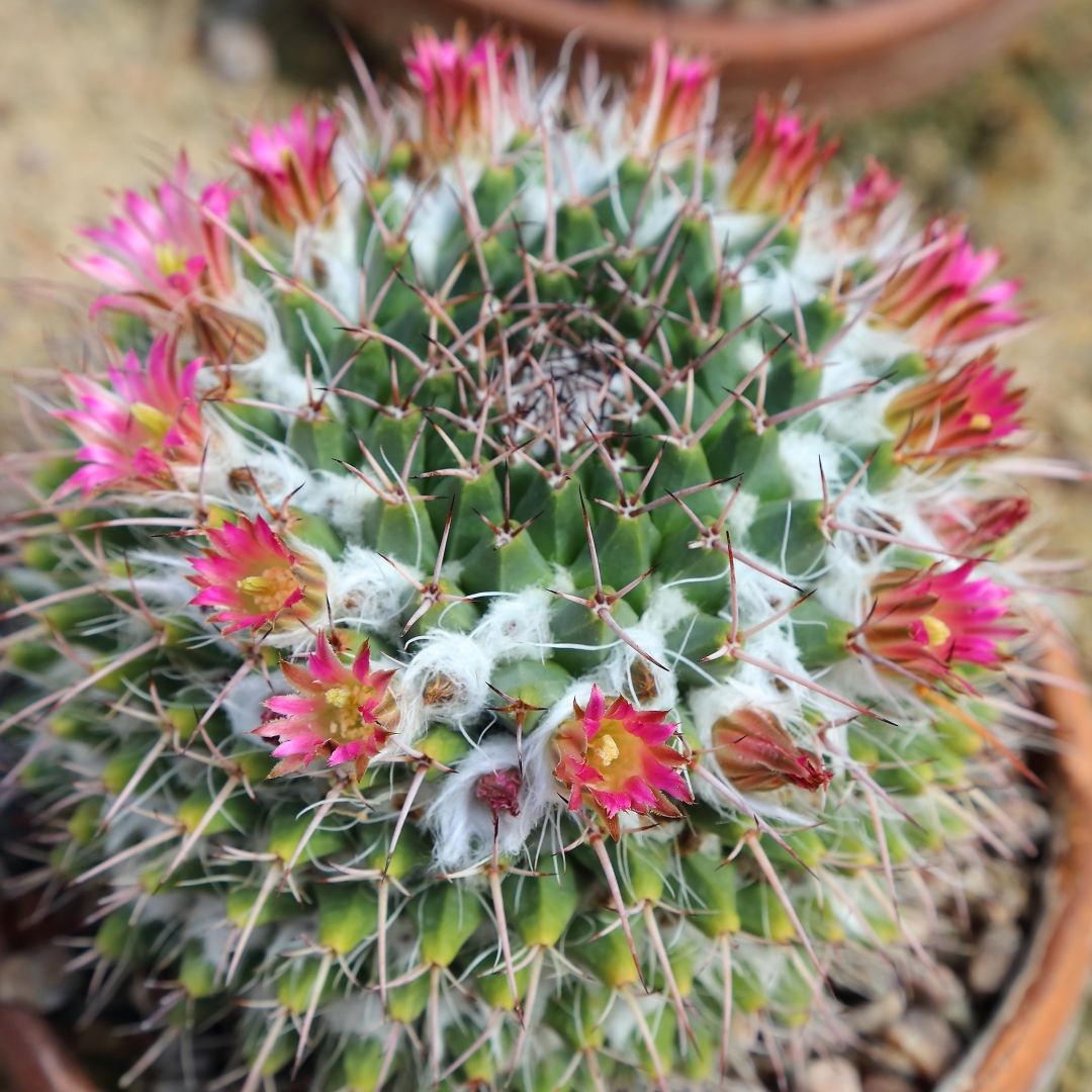Mammillaria polyedra