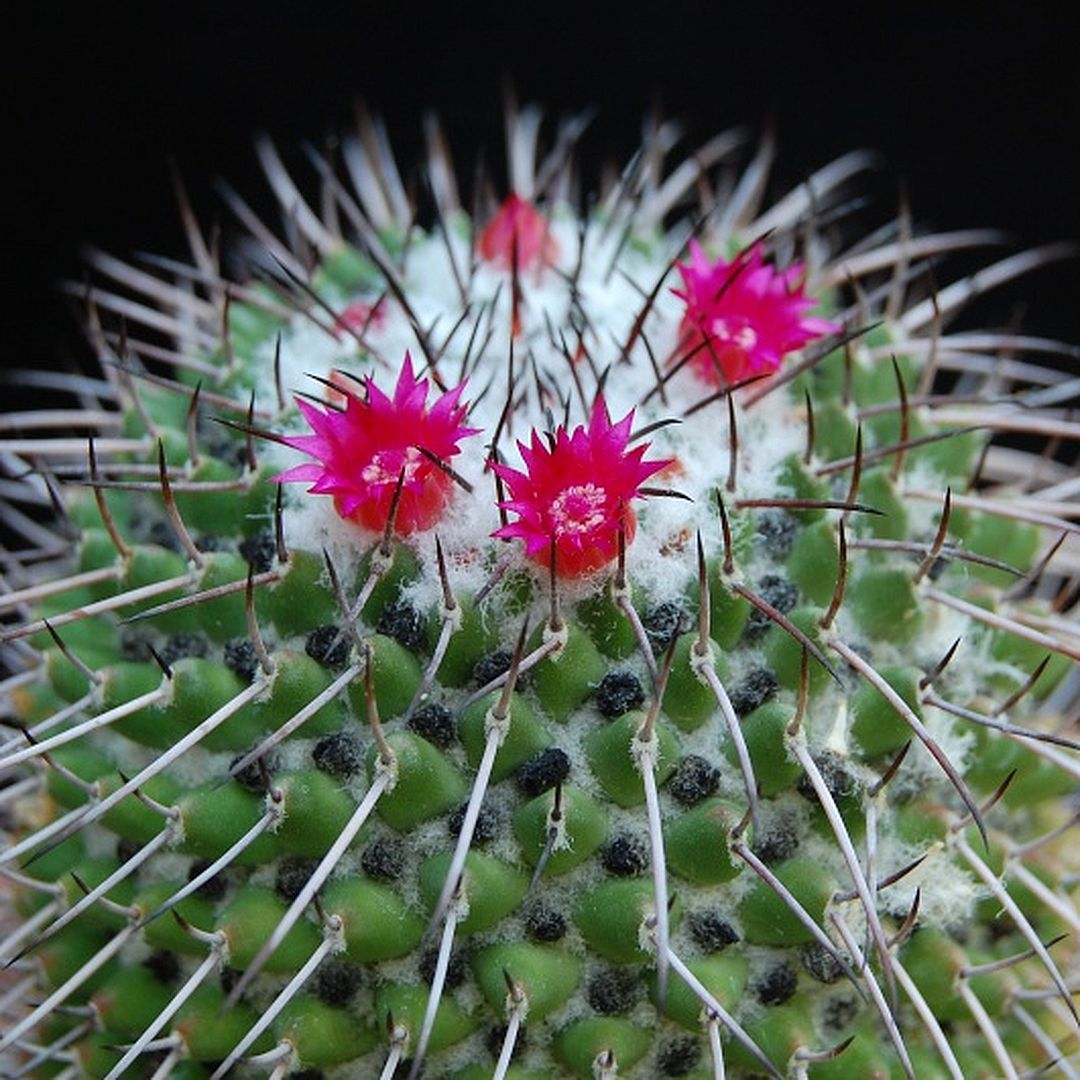 Mammillaria polythele