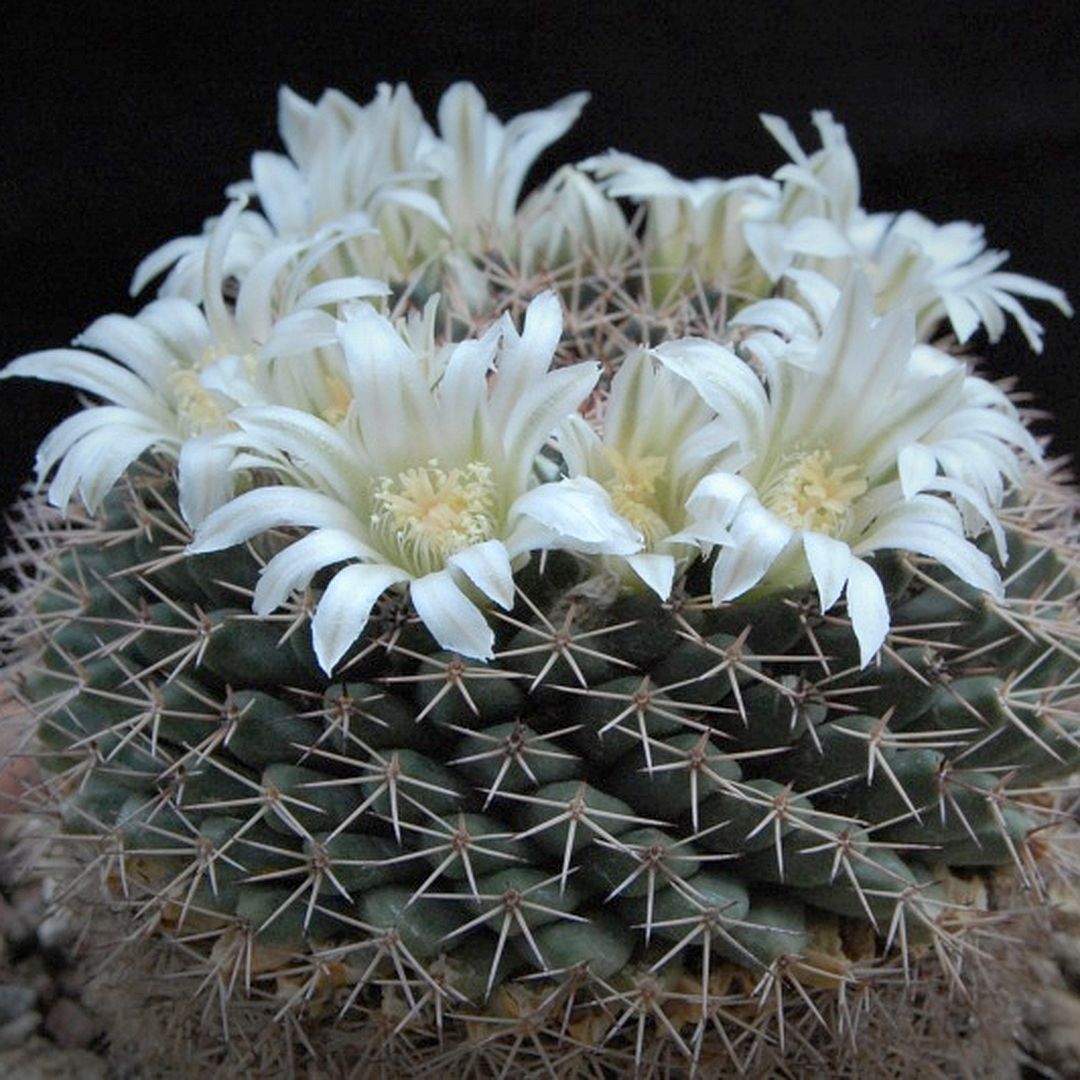 Mammillaria roseoalba