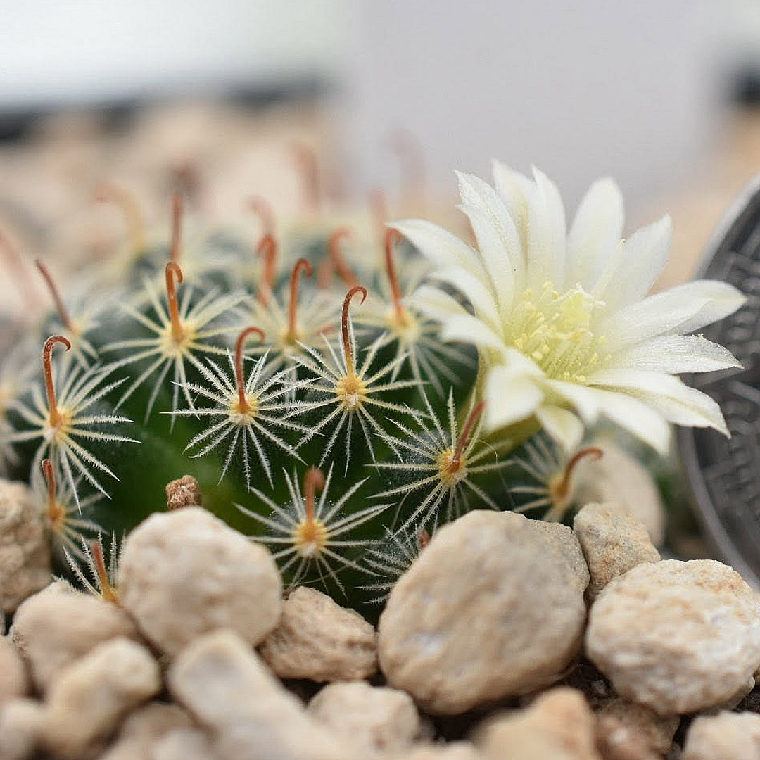 Mammillaria scoria