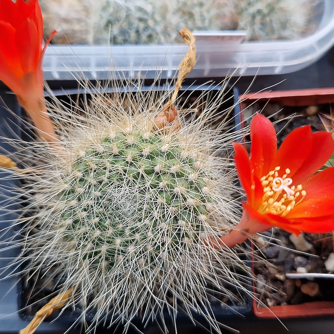 Rebutia senilis