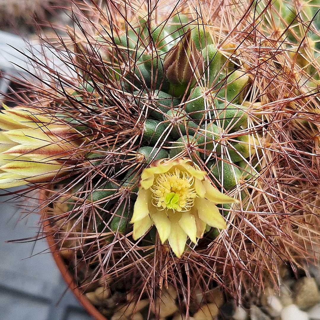 Mammillaria brandegeei