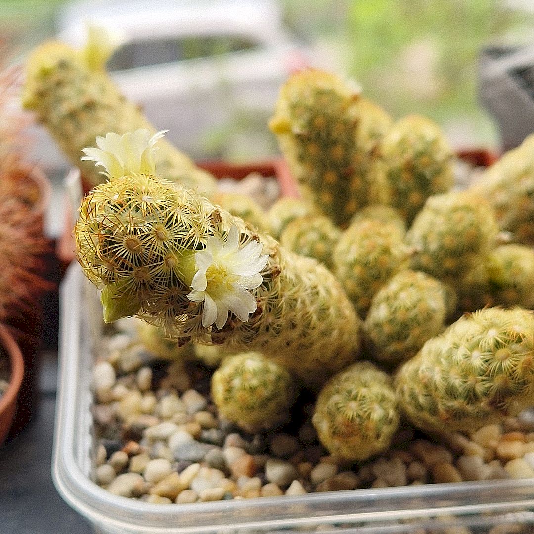 Mammillaria elongata