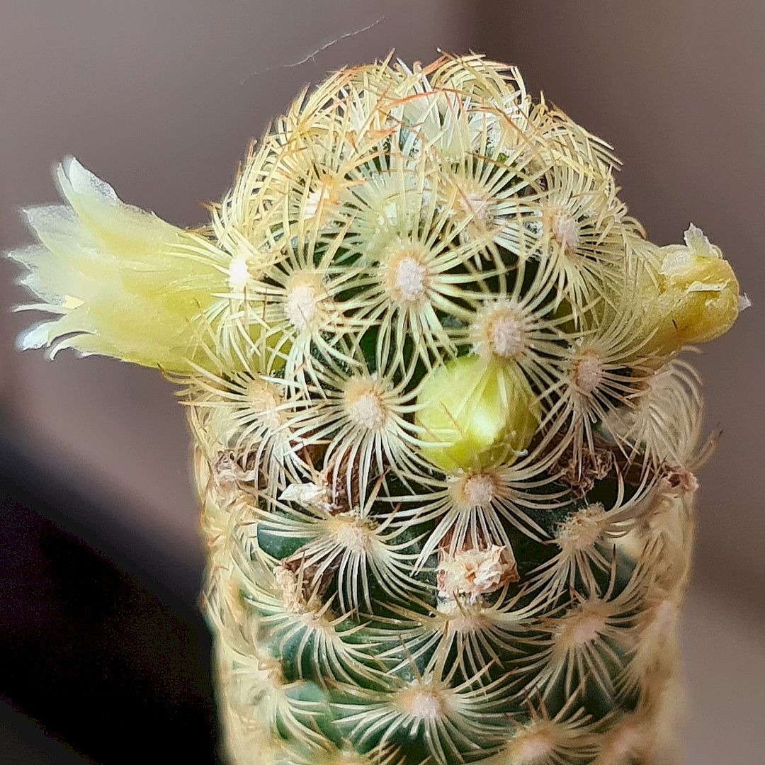 Mammillaria elongata