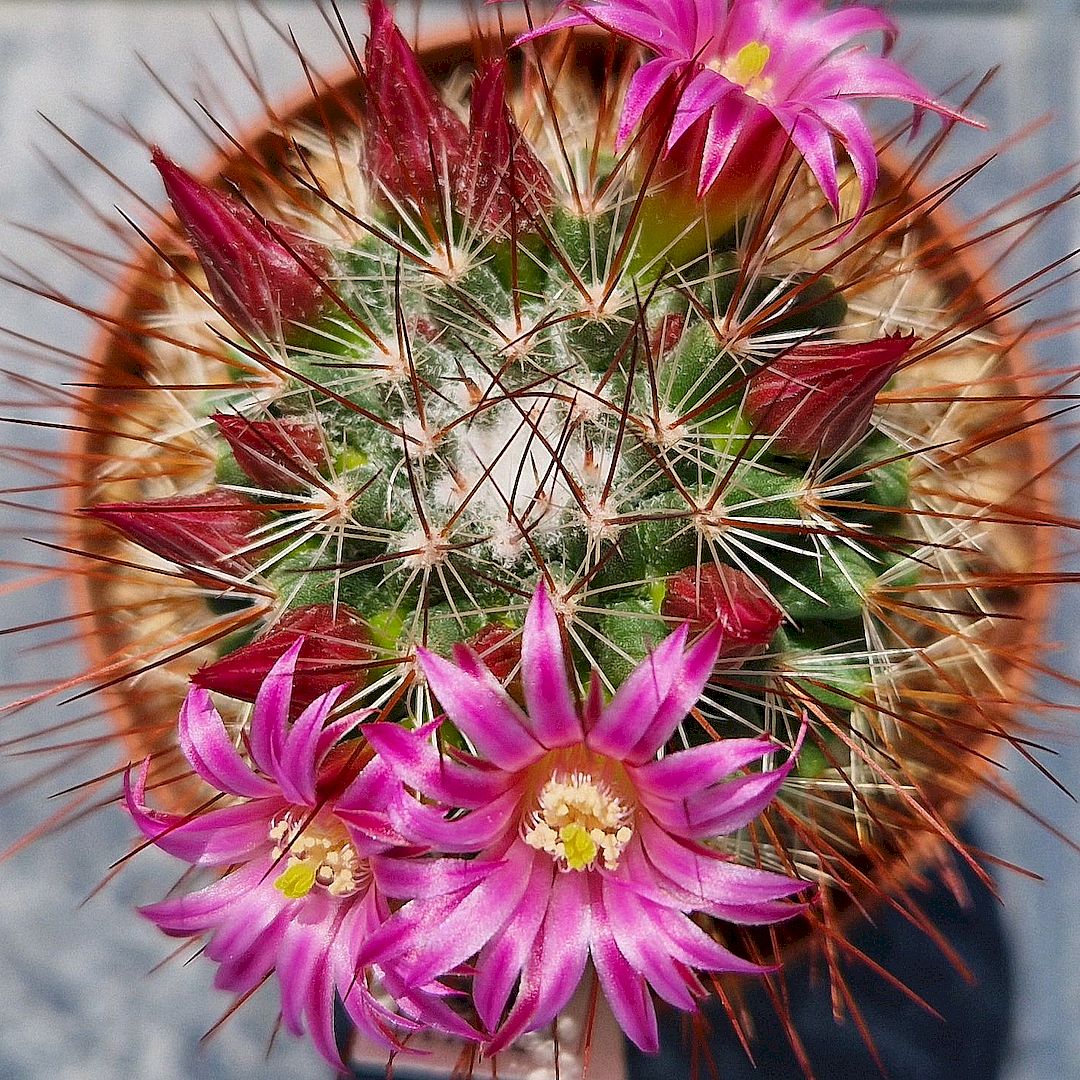Mammillaria hamata