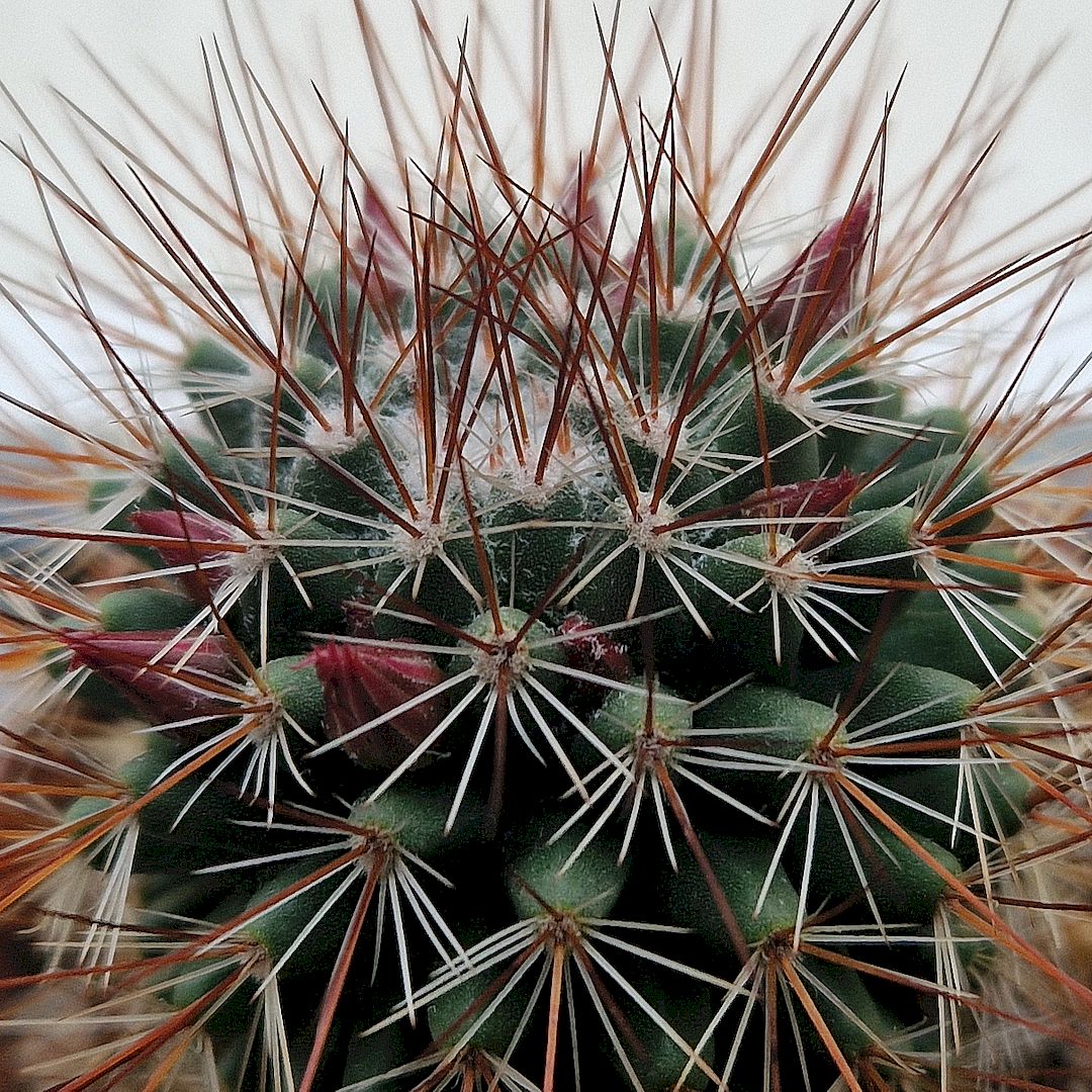 Mammillaria hamata